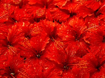 flores rojas