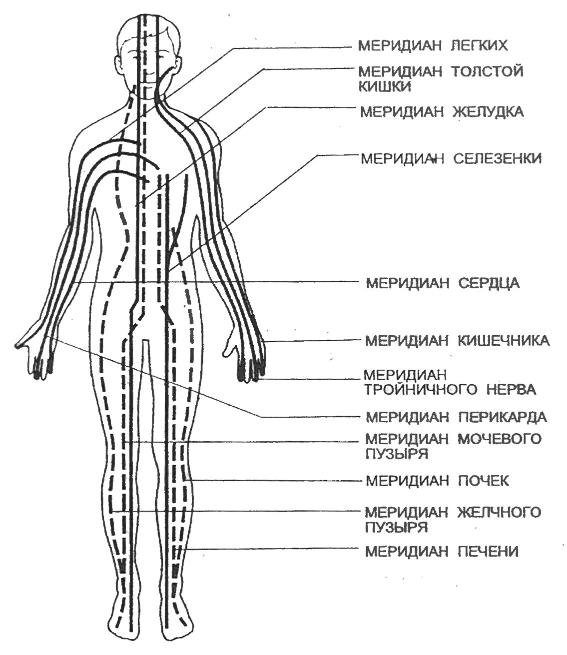 Меридианы на голове схема